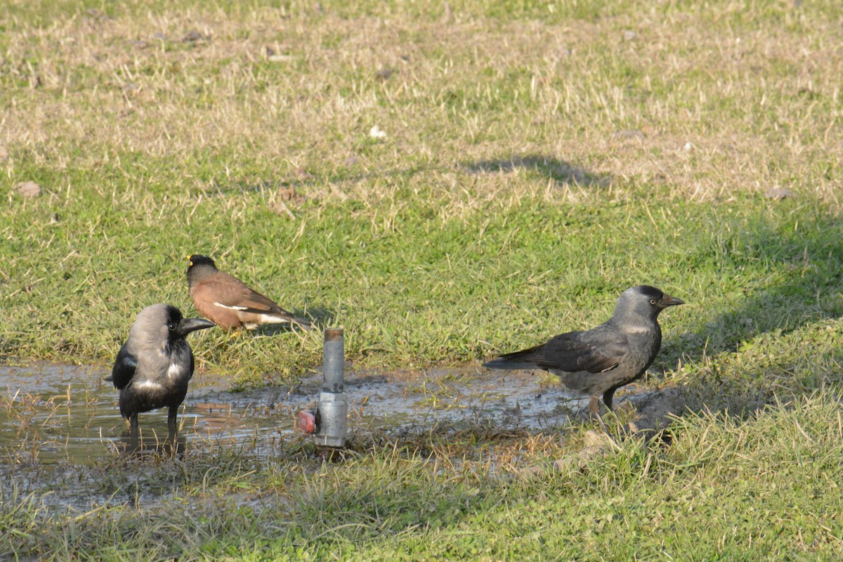 House Crow - ML216936071