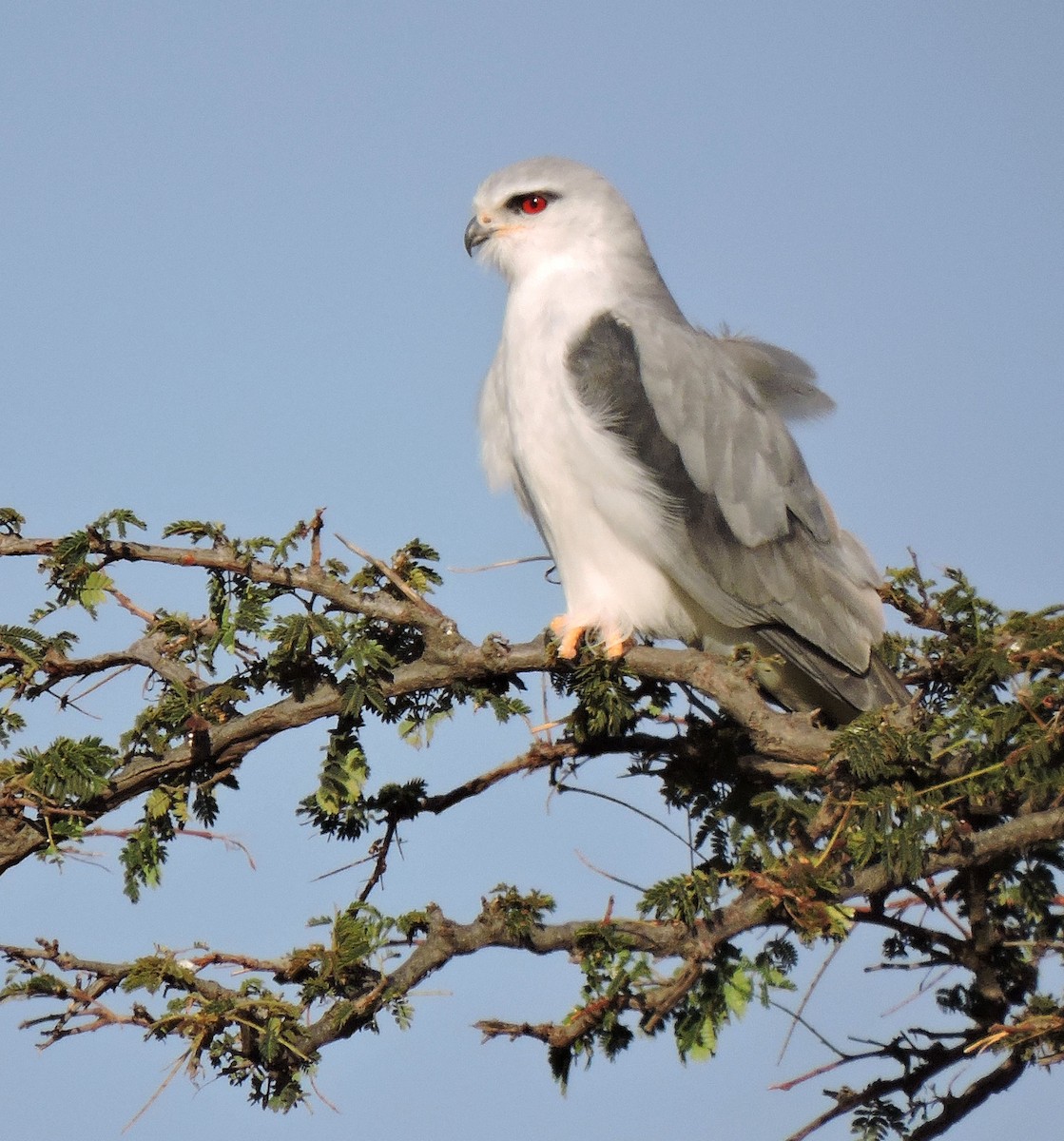 Black-winged Kite - ML216937791