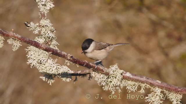 Marsh Tit - ML216939111