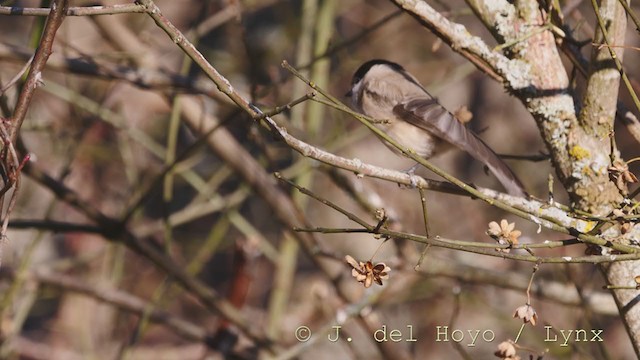 Marsh Tit - ML216939821