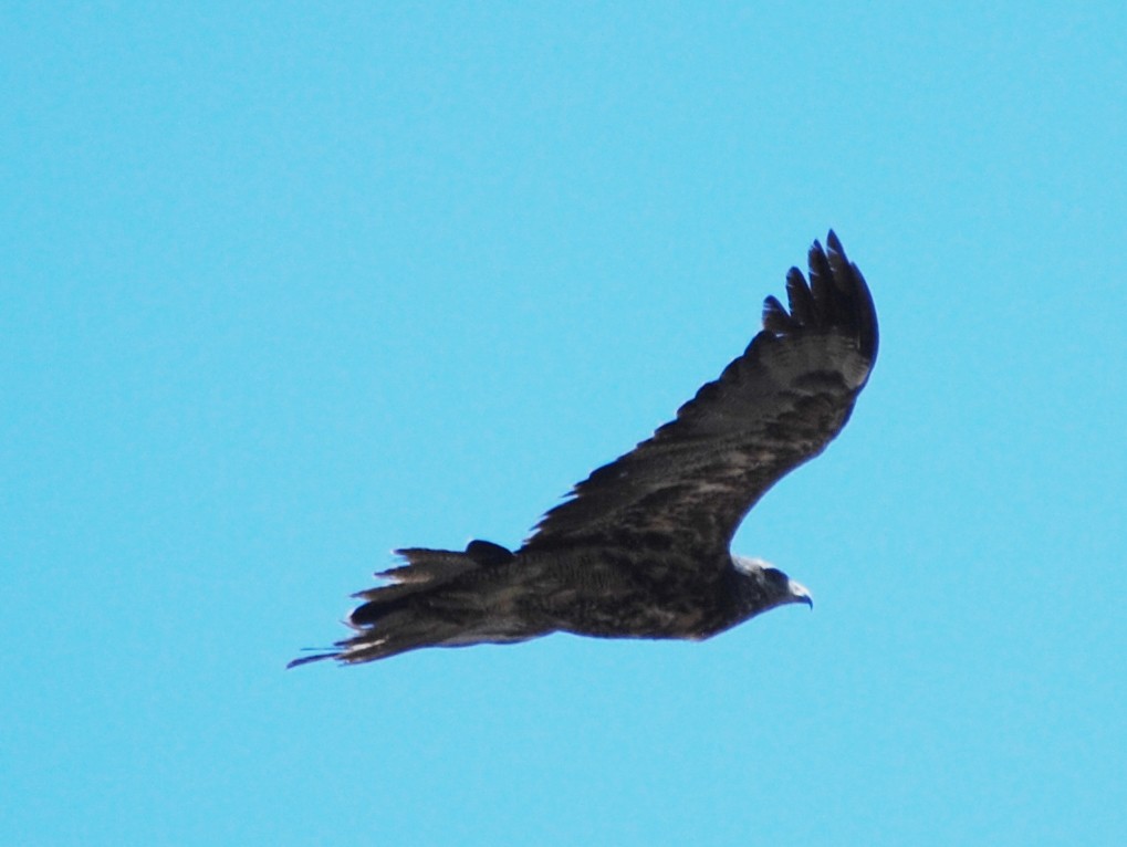 Black-chested Buzzard-Eagle - andres ebel