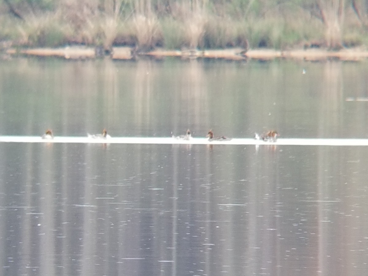 Red-breasted Merganser - ML216940791