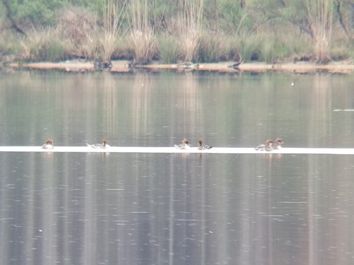 Red-breasted Merganser - ML216940851