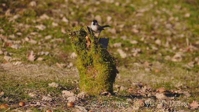 Marsh Tit - ML216942531