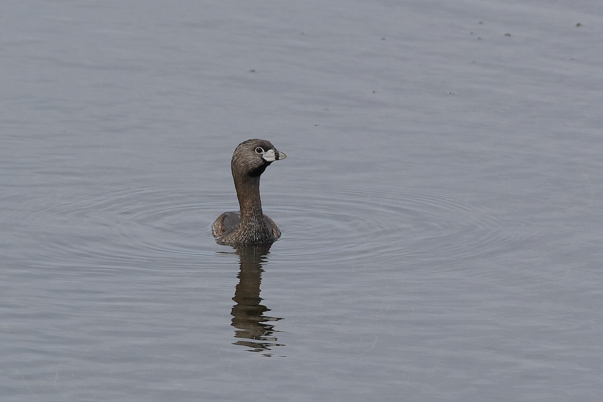 Pied-billed Grebe - ML216942681