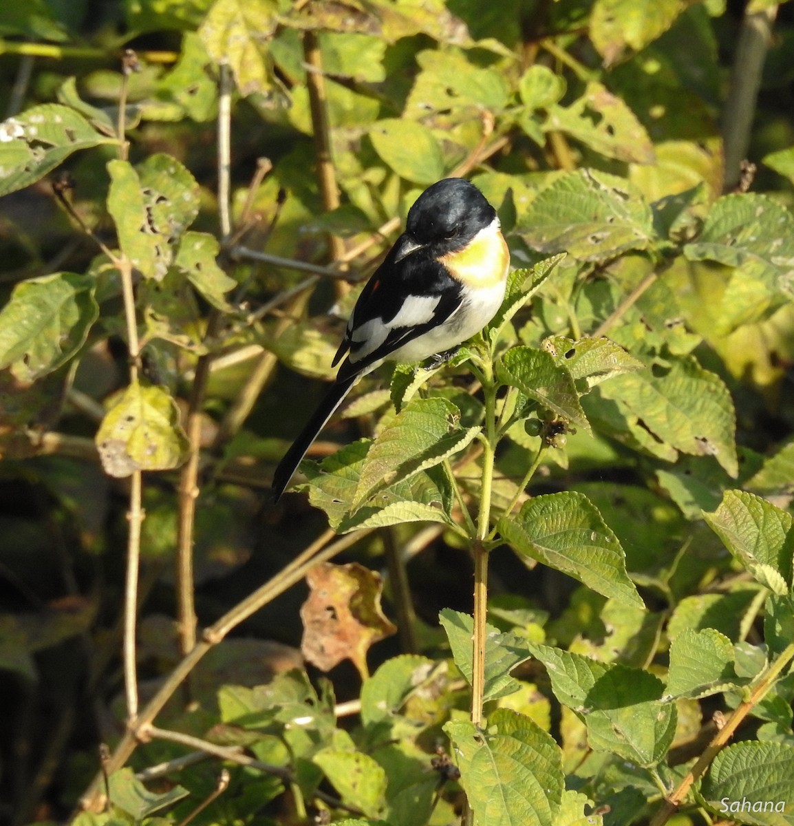 Ak Karınlı Minivet - ML216943691