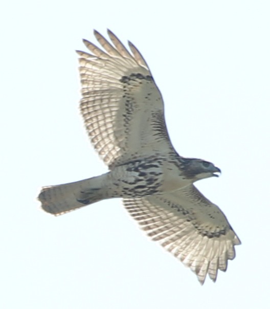 Red-tailed Hawk - ML21694391