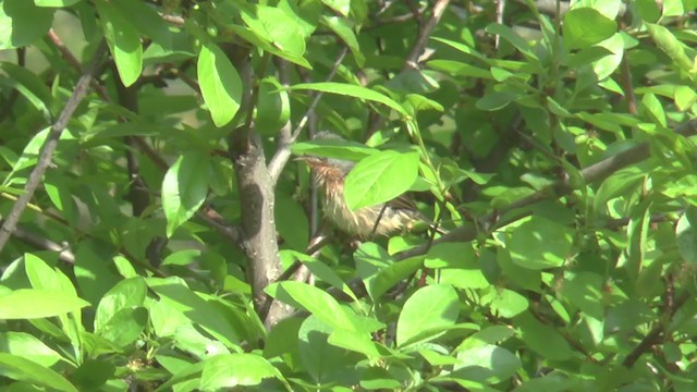 Western Subalpine Warbler - ML216944521