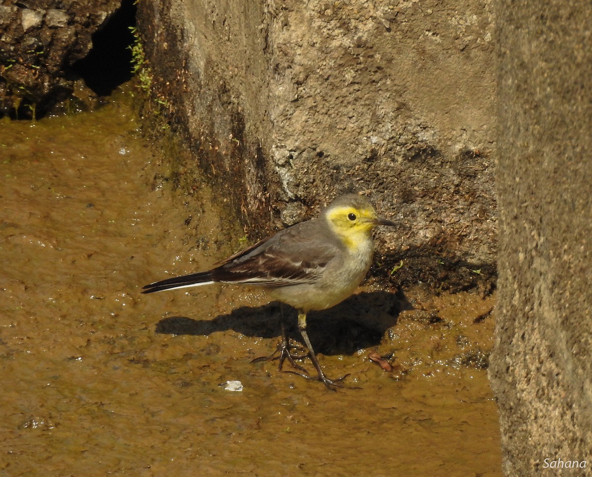 Citrine Wagtail - ML216945421