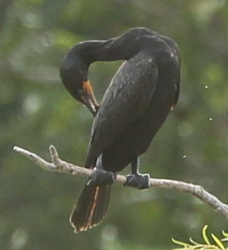 Double-crested Cormorant - ML21694651