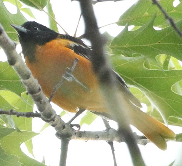 Baltimore Oriole - ML21694801