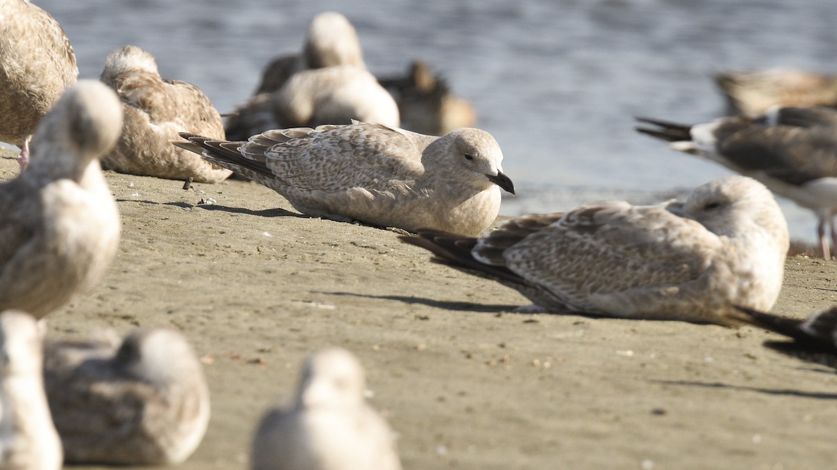 Gaviota Groenlandesa (thayeri) - ML21695001