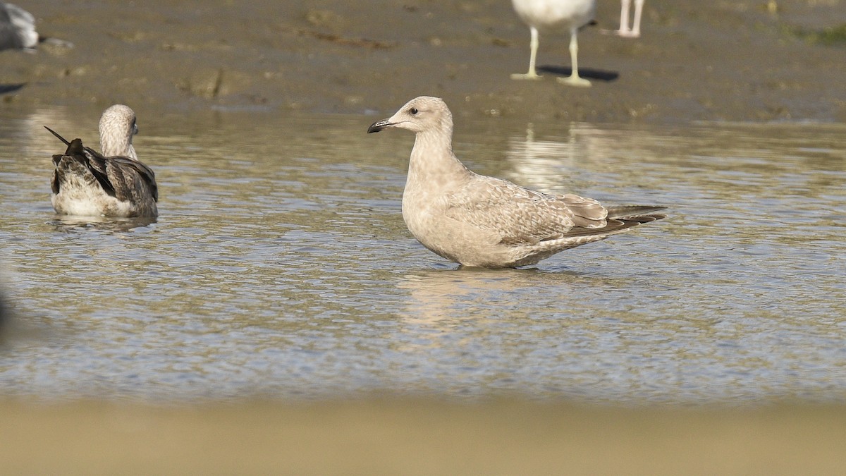 Iceland Gull (Thayer's) - ML21695011