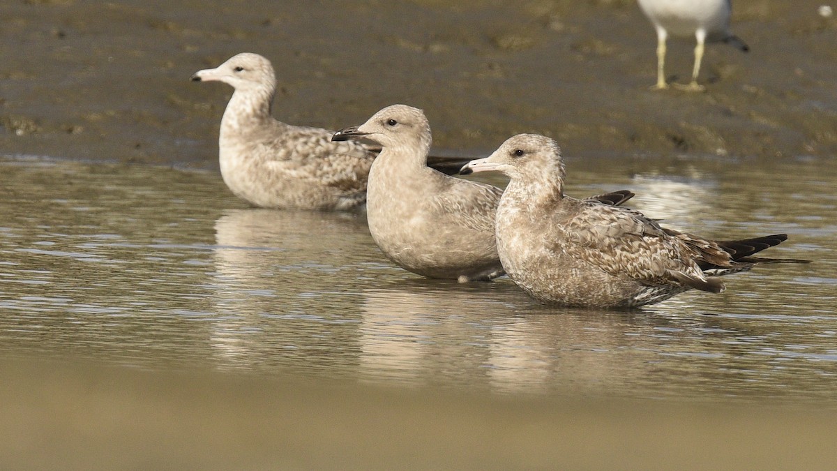 Iceland Gull (Thayer's) - Jim Pawlicki