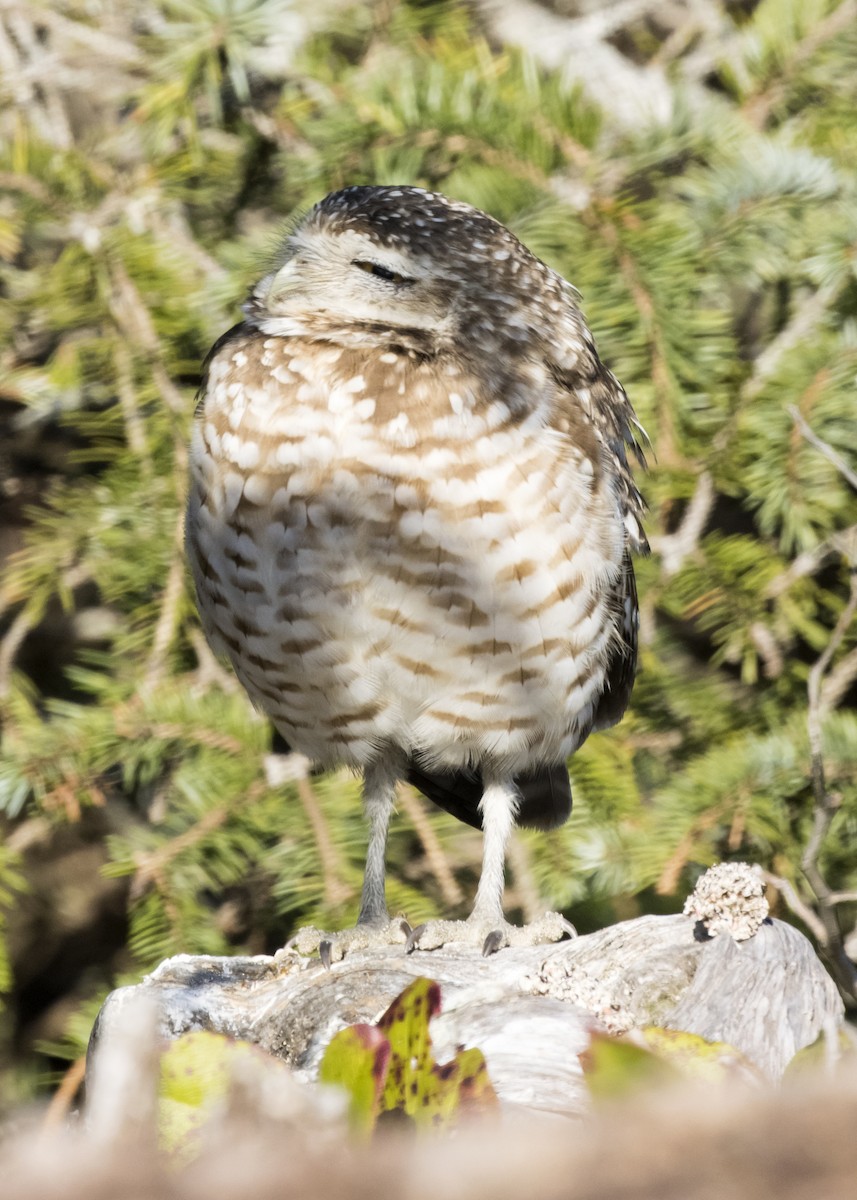 Burrowing Owl - ML216950771