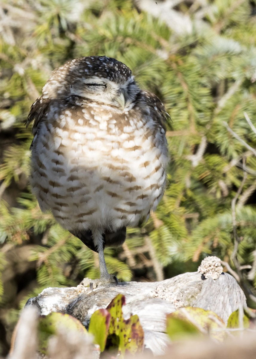 Burrowing Owl - ML216950781