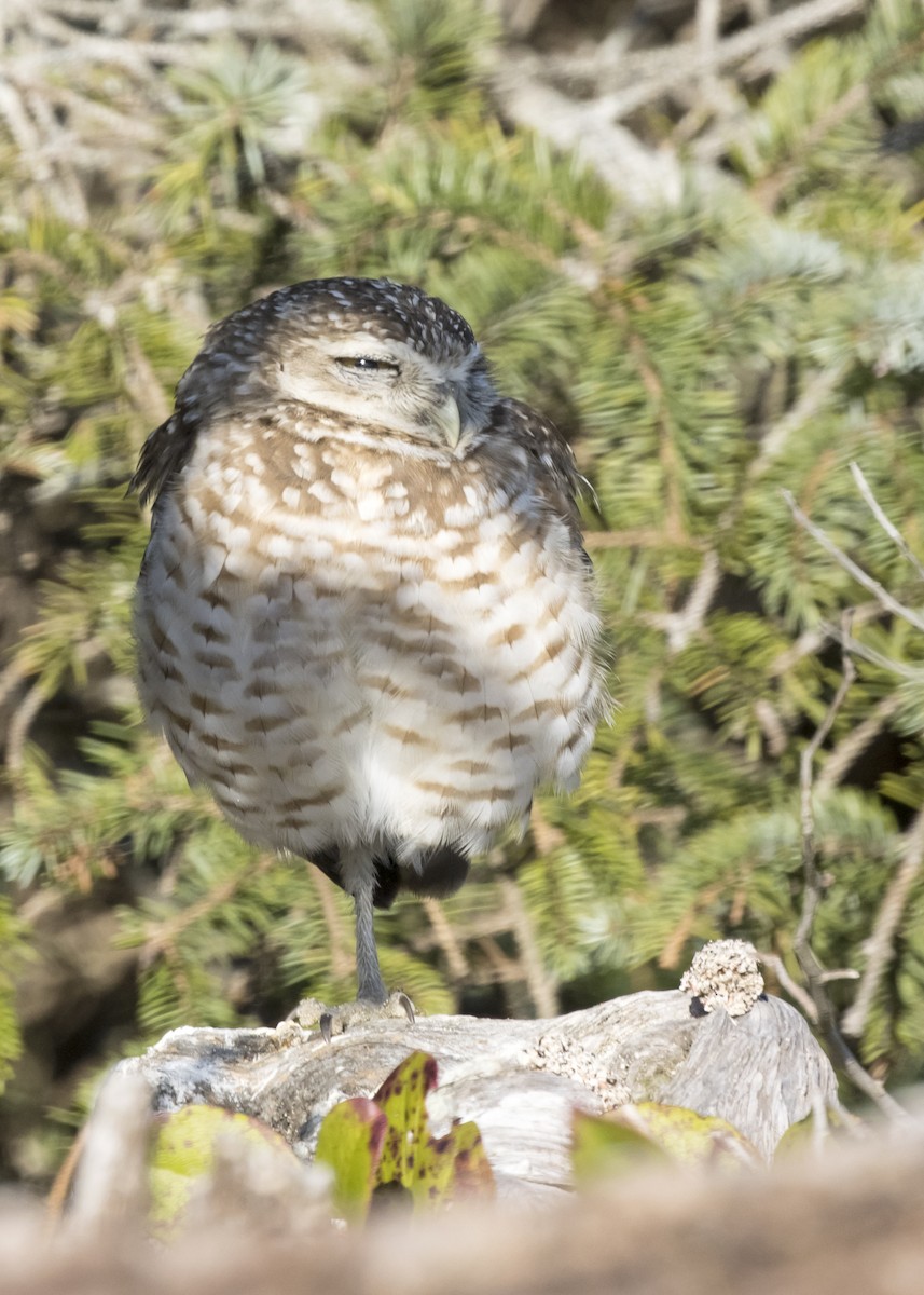 Burrowing Owl - ML216950871