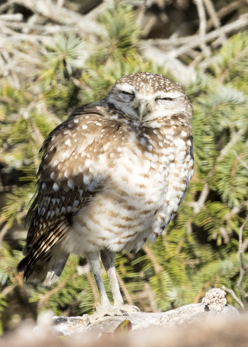 Burrowing Owl - ML216950881