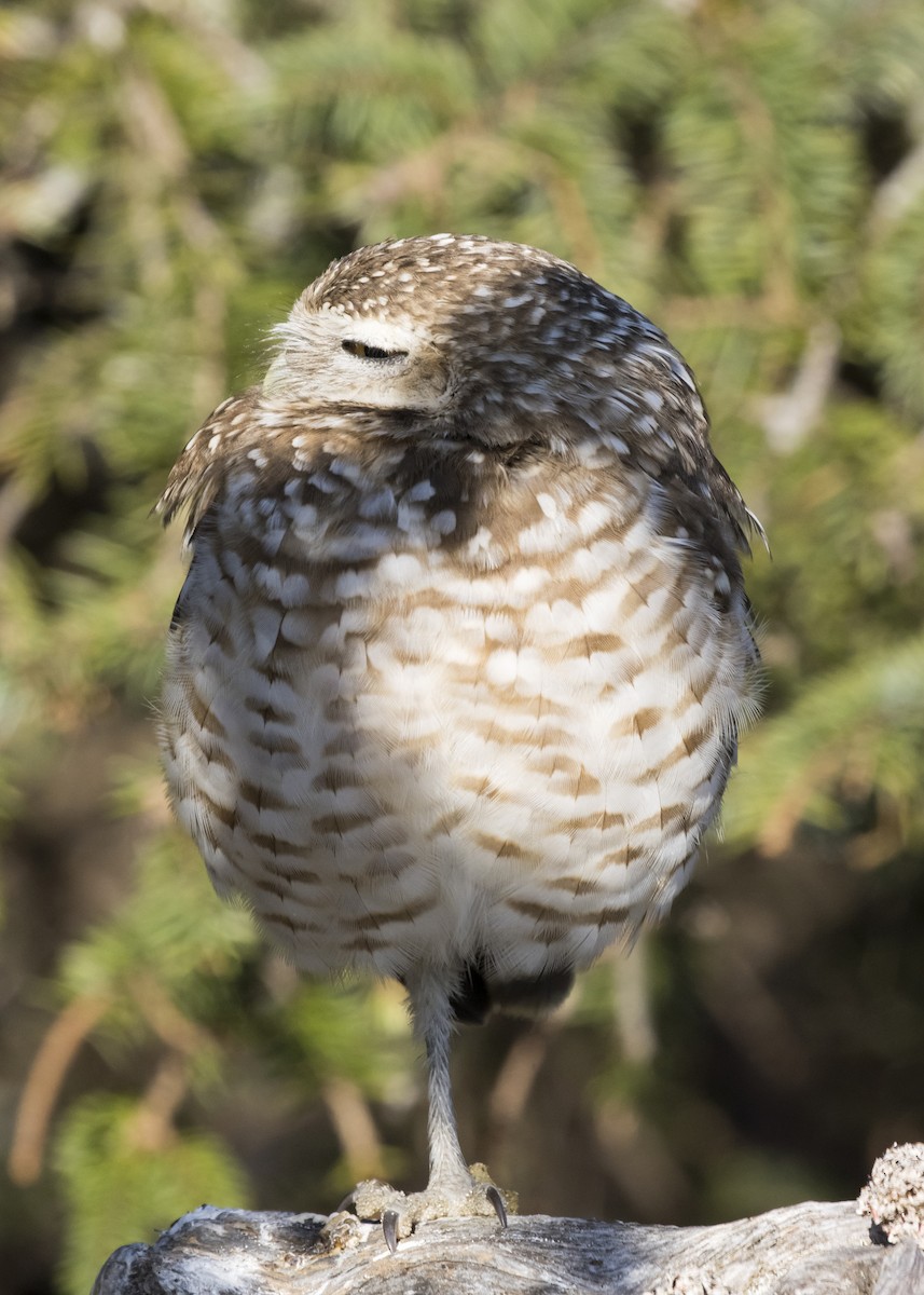 Burrowing Owl - ML216951511