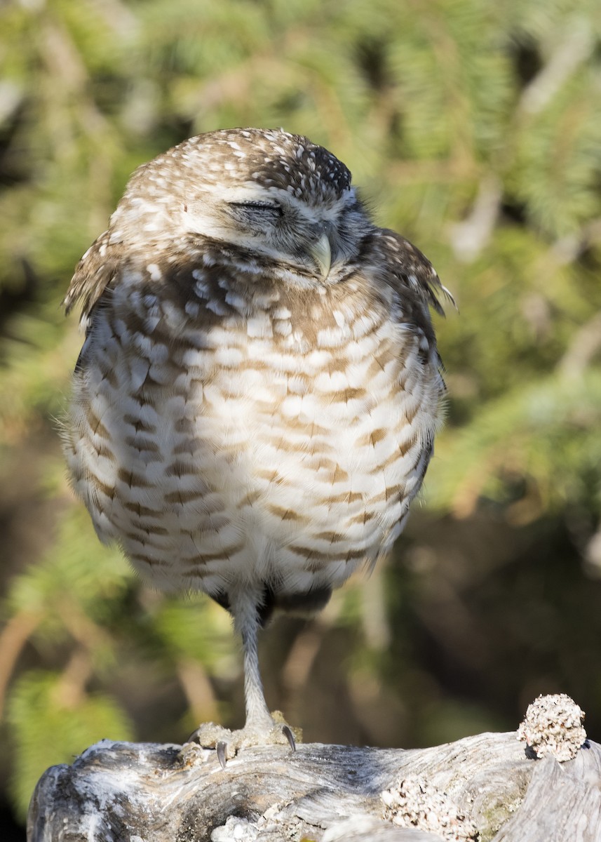 Burrowing Owl - ML216951531