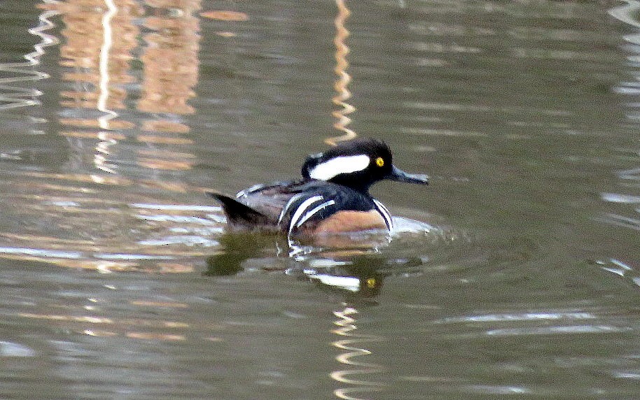 Hooded Merganser - ML216953161