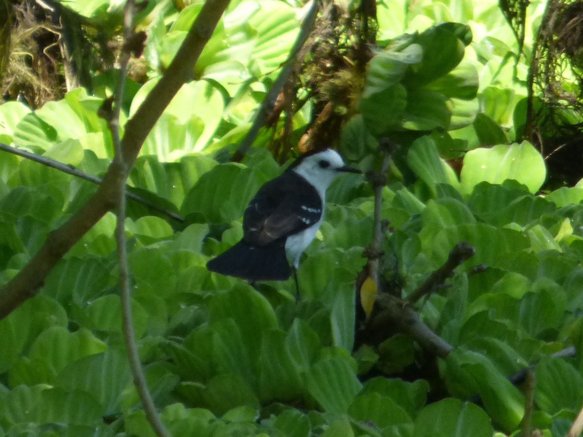 Black-backed Water-Tyrant - ML216953861