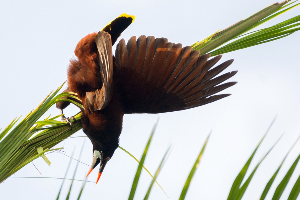 Montezuma Oropendola - ML216954081