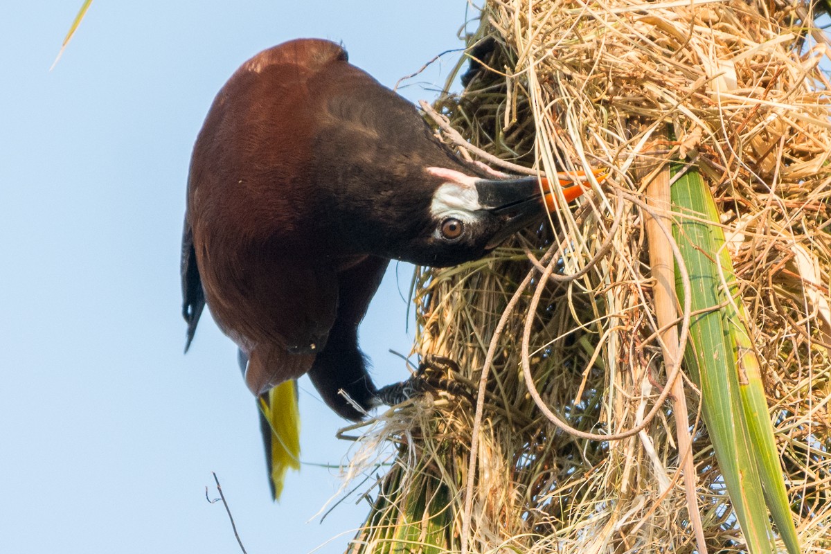 Montezuma Oropendola - ML216954091