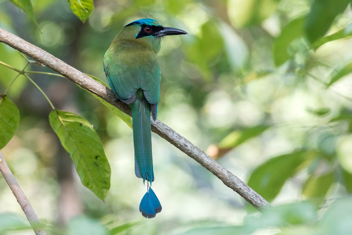 Blue-capped Motmot - ML216954831