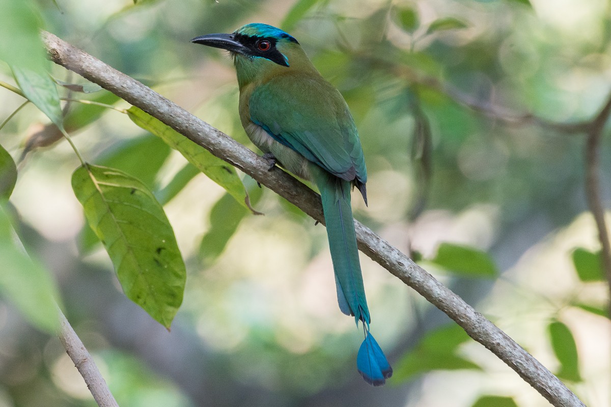 Blue-capped Motmot - ML216954871