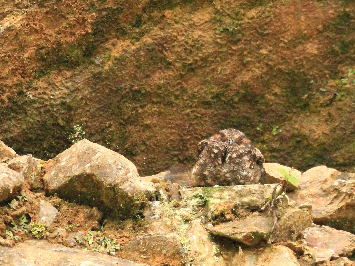 Lyre-tailed Nightjar - ML216955351