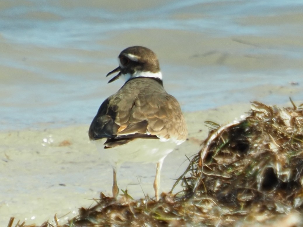 Killdeer - ML216956871