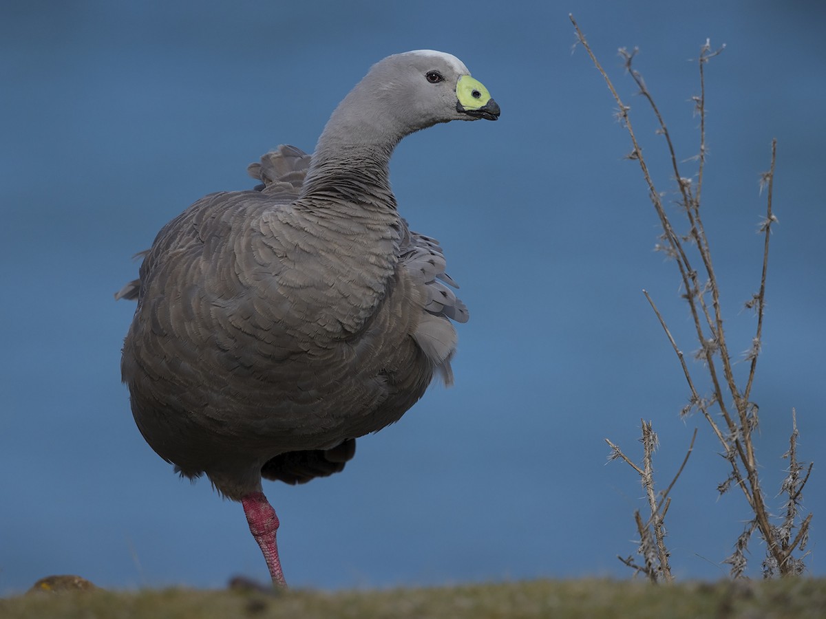 Cape Barren Goose - ML216958441