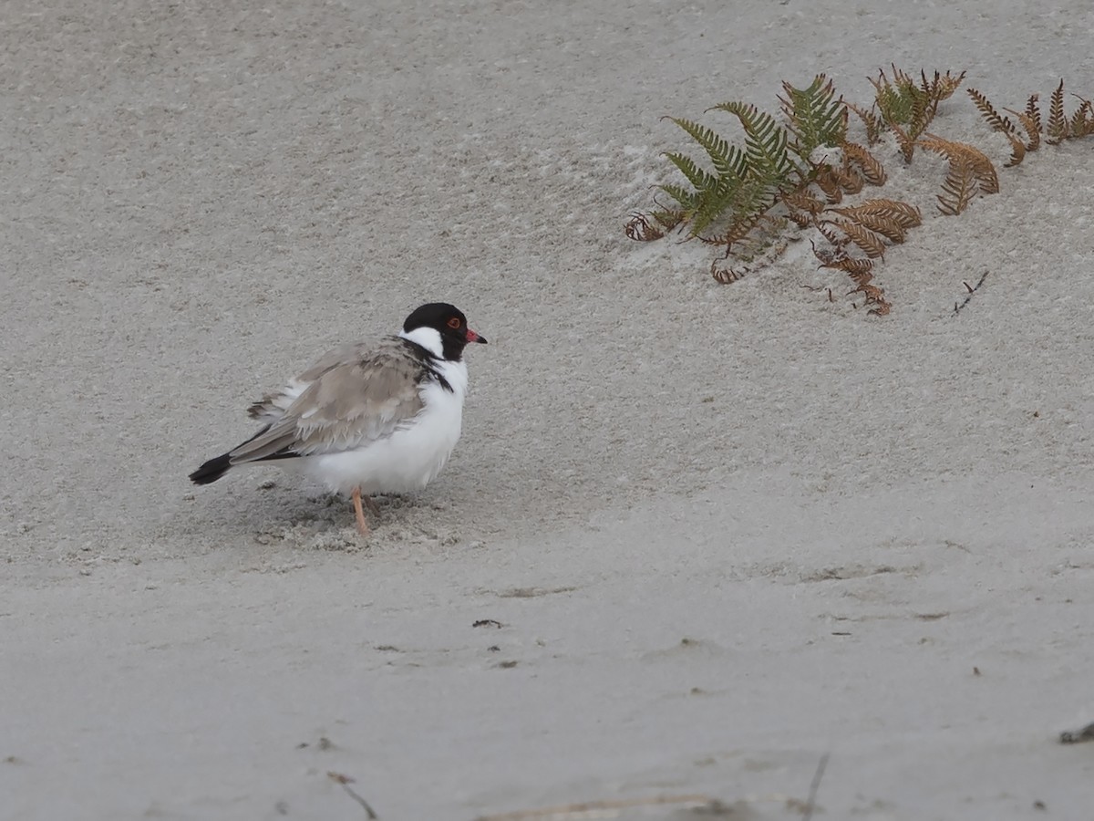 Hooded Plover - Niall D Perrins