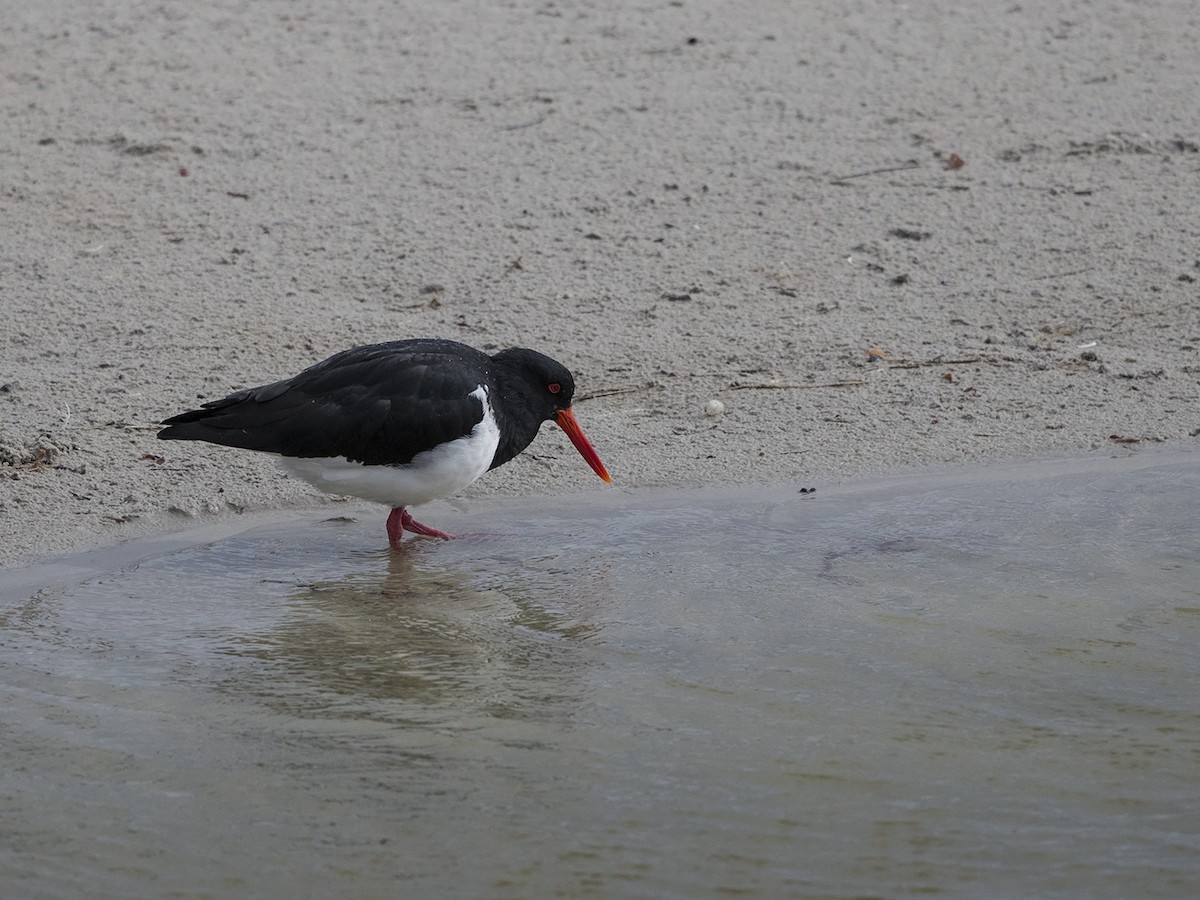 Pied Oystercatcher - ML216959051