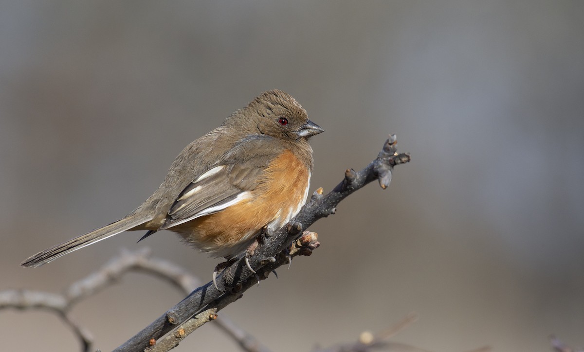 Eastern Towhee - ML216959601