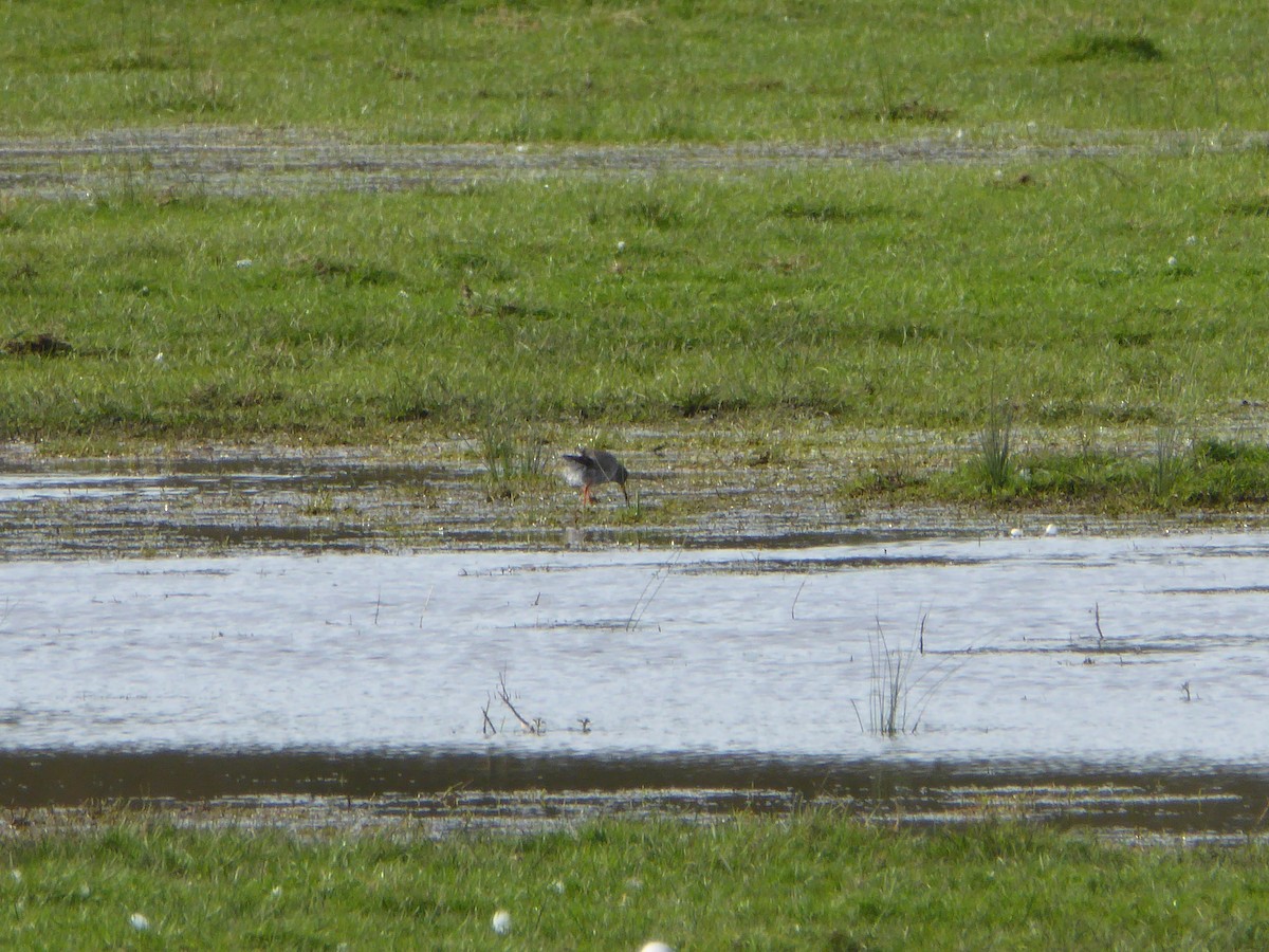 Common Redshank - Maple Lodge Conservation Society