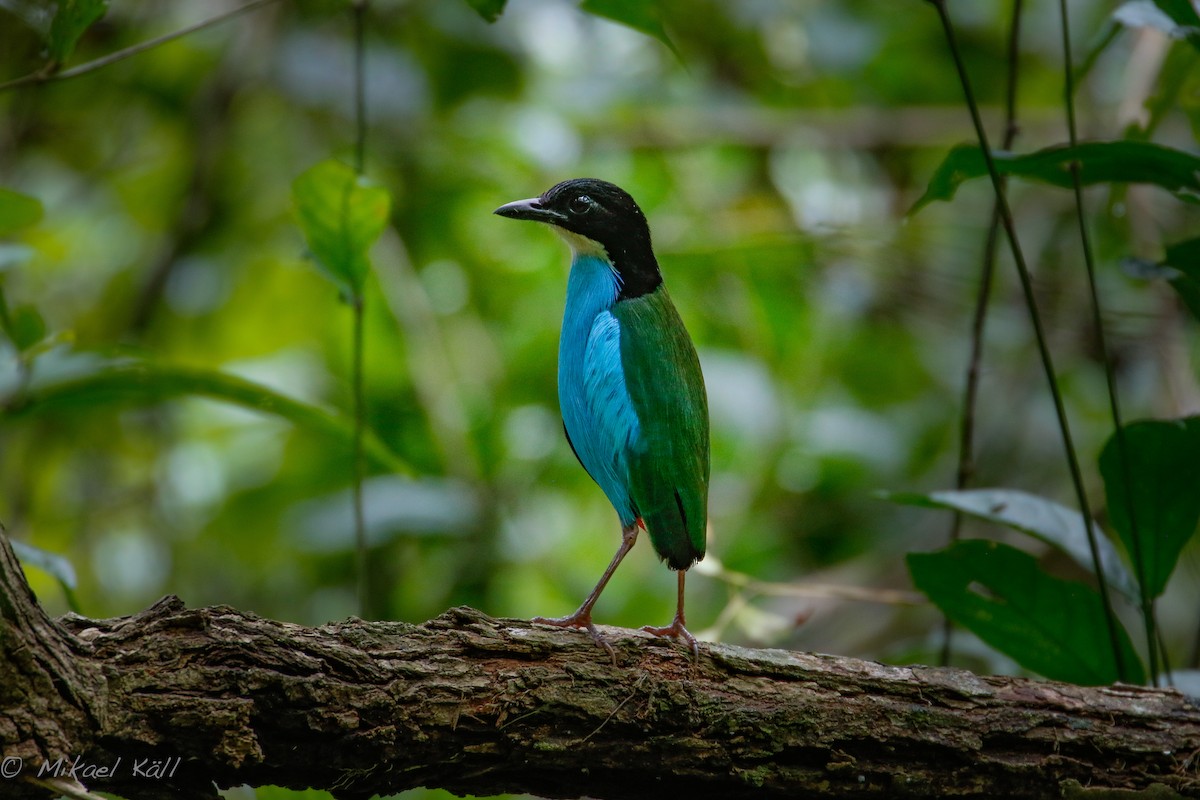 Azure-breasted Pitta - Mikael Käll