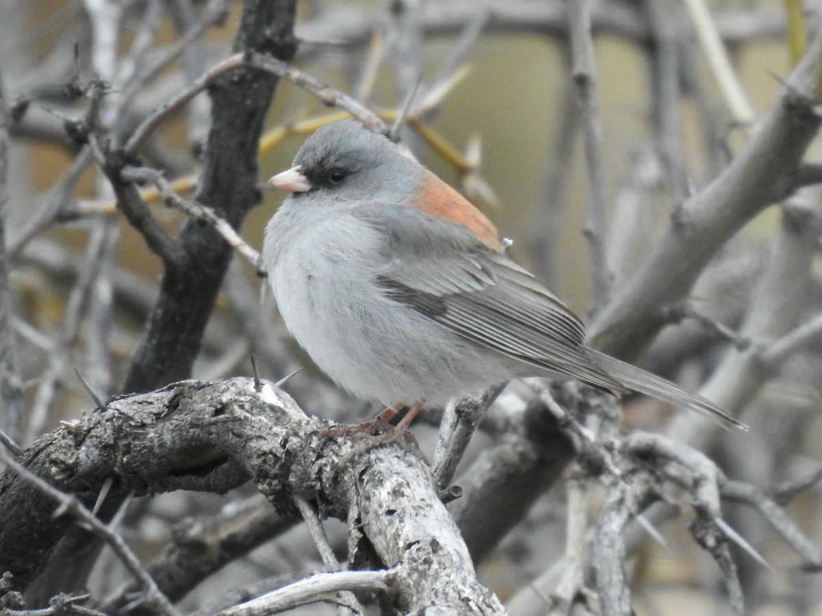 Junco Ojioscuro (caniceps) - ML216963041