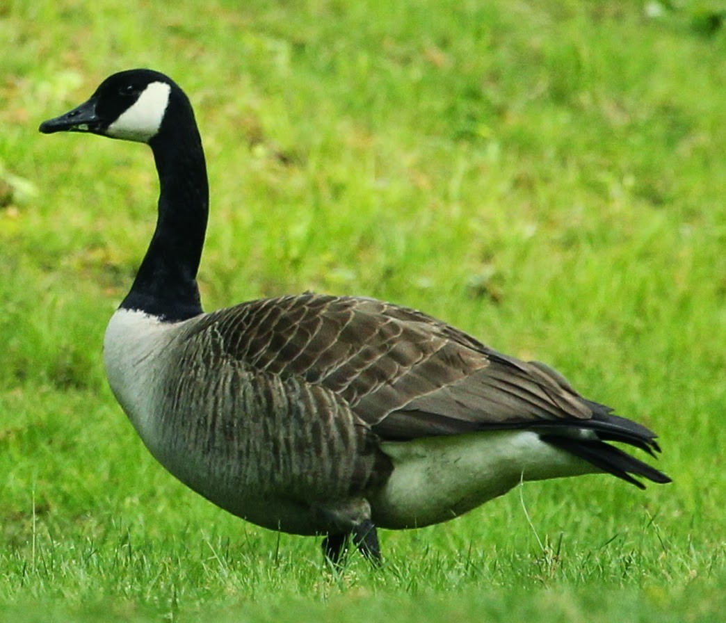 Canada Goose - ML21696491