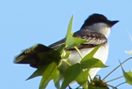 Eastern Kingbird - sicloot