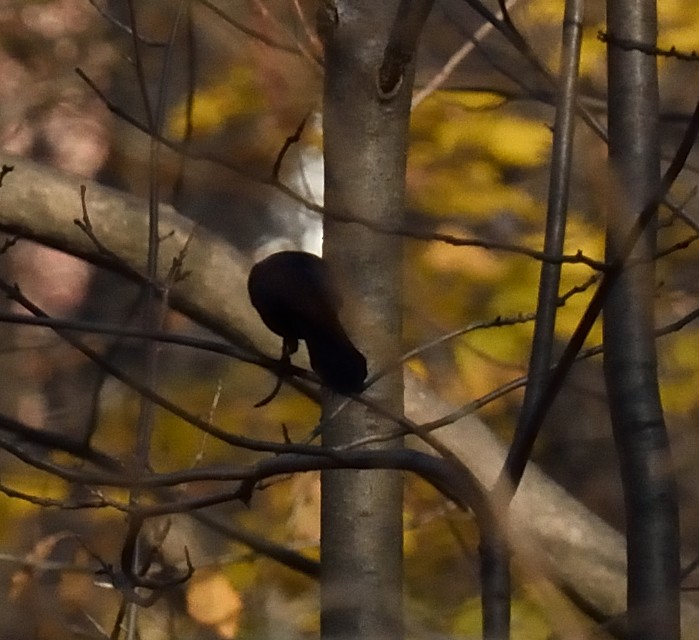 Common Grackle - ML21696631