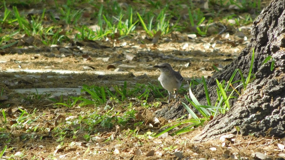 Northern Mockingbird - ML216967761