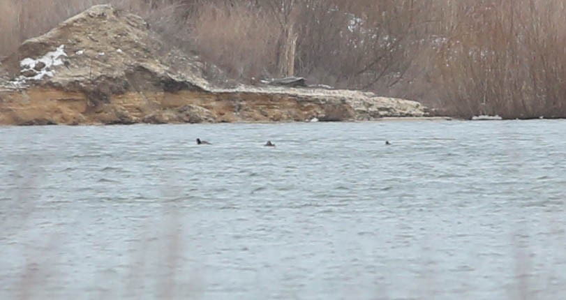 Red-necked Grebe - ML216968711