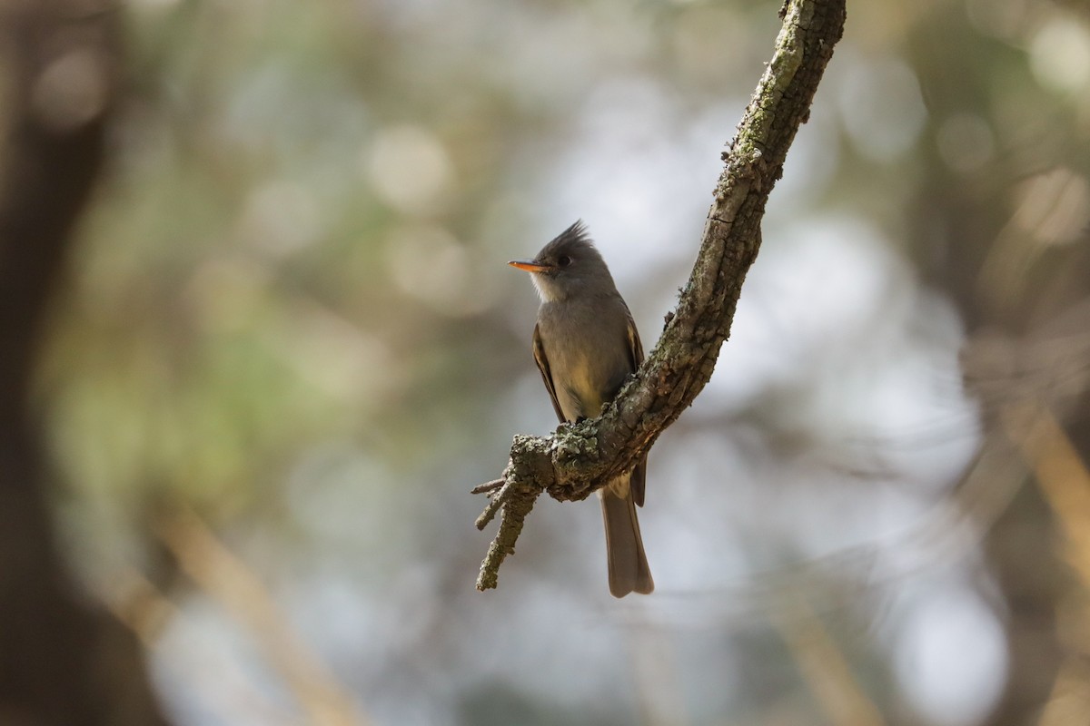 Greater Pewee - Tommy Pedersen