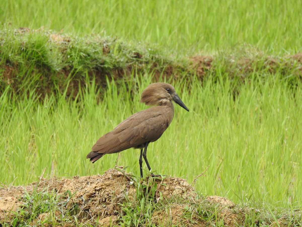 Hamerkop - marti ikehara