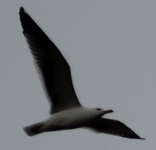 Armenian Gull - ML216971901