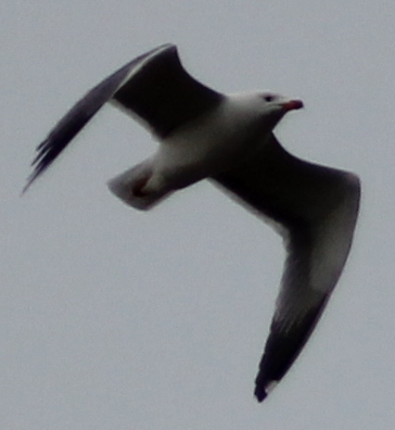 Armenian Gull - ML216971911