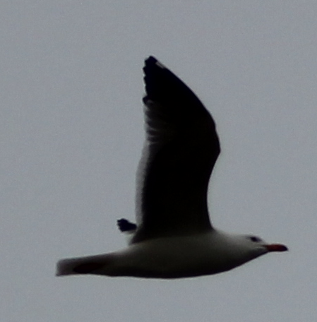 Armenian Gull - ML216971931