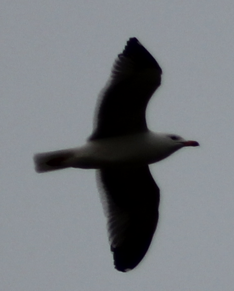 Armenian Gull - ML216971961